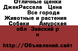 Отличные щенки ДжекРассела › Цена ­ 50 000 - Все города Животные и растения » Собаки   . Амурская обл.,Зейский р-н